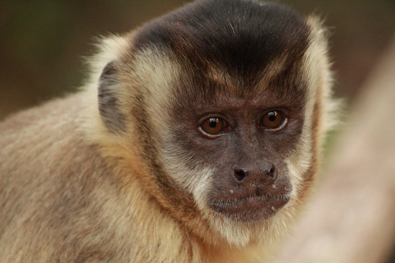 curso-primatas-não-humanos