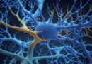ufsc-seleciona-alunos-para-os-cursos-de-mestrado-e-doutorado-gratuitos-em-neurociencia