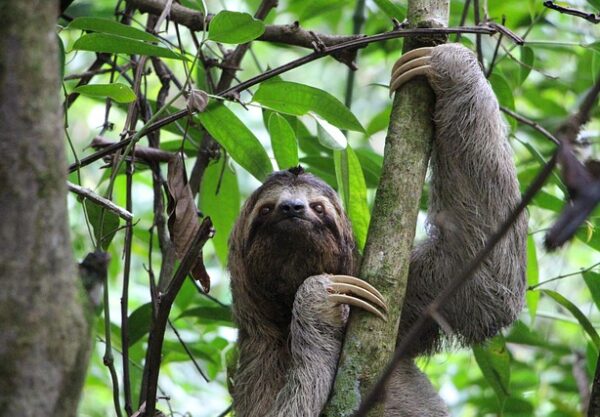 inscricoes-abertas-para-a-especializacao-gratuita-em-meio-ambiente-e-biodiversidade
