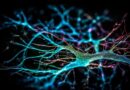 ufabc-abre-inscricoes-para-curso-gratuito-online-sobre-neurociencia