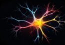 puc-rs-abre-inscricoes-para-curso-gratuito-e-totalmente-online-de-neurociencia-do-desenvolvimento