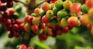 especializacao-gratuita-em-cafeicultura-sustentavel