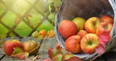 especializacao-gratuita-a-distancia-em-fruticultura-abre-inscricoes