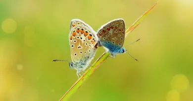 if-baiano-abre-vagas-em-especializacao-gratuita-em-meio-ambiente-e-agroecologia