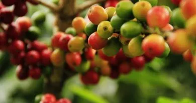 Cafeicultura-Sustentável