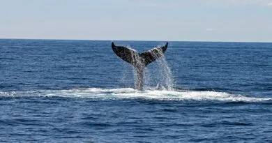 especializacao-gratuita-em-ciencias-marinhas-aplicadas-ao-ensino-