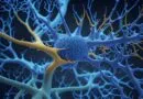 ufsc-seleciona-alunos-para-os-cursos-de-mestrado-e-doutorado-gratuitos-em-neurociencia