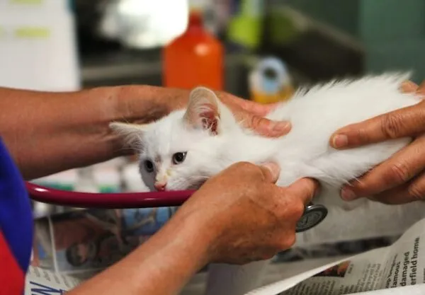 governo-federal-abre-inscricoes-para-curso-gratuito-100-na-area-de-medicina-veterinaria