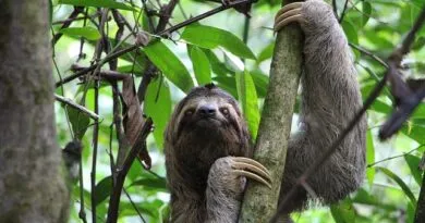inscricoes-abertas-para-a-especializacao-gratuita-em-meio-ambiente-e-biodiversidade