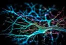 ufabc-abre-inscricoes-para-curso-gratuito-online-sobre-neurociencia
