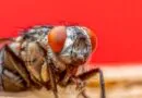inpa-abre-selecao-para-doutorado-em-entomologia