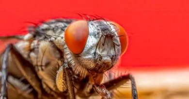 inpa-abre-selecao-para-doutorado-em-entomologia