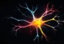 puc-rs-abre-inscricoes-para-curso-gratuito-e-totalmente-online-de-neurociencia-do-desenvolvimento